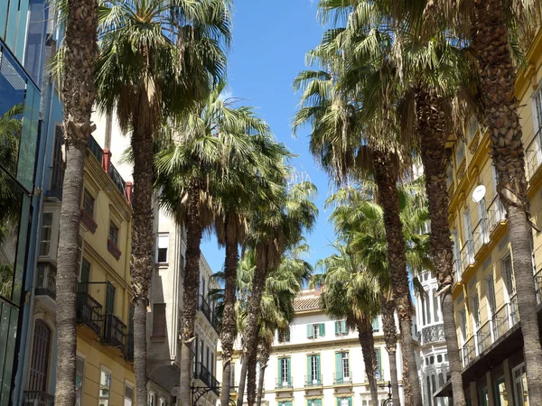 Palmbomen Peru — Stockfoto