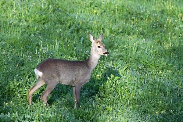 Fauna Natural Fauna Silvestre Ciervos — Foto de Stock