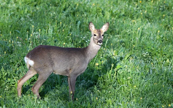 Fauna Natureza Vida Selvagem Veados Animais — Fotografia de Stock