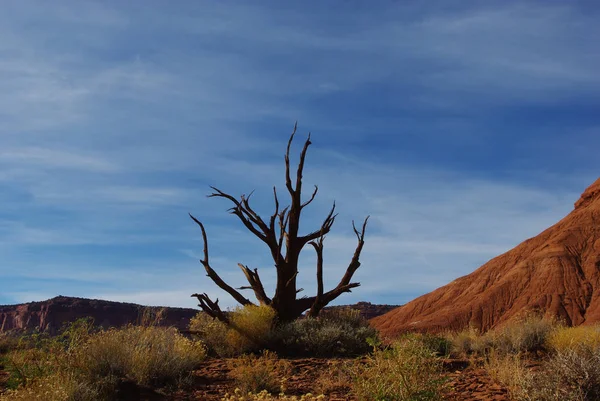 dry tree with red mountain,utah