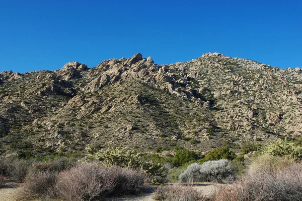 Hoge Woestijnplanten Ruige Rotsen Onder Blauwe Hemel Nevada — Stockfoto