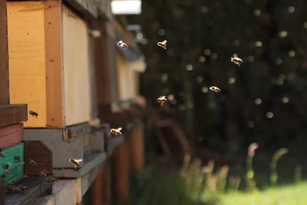 Wiosną Pszczoły Znowu Zajęte Pracą — Zdjęcie stockowe
