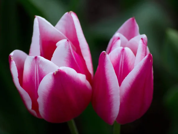 Tulip Flowers Petals Spring Flora — Stock Photo, Image