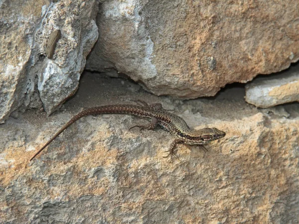 生息地のトカゲや野生生物の概念を — ストック写真