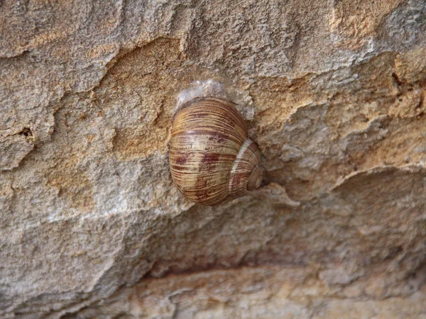 Caracol Lento Animal Viscoso — Fotografia de Stock