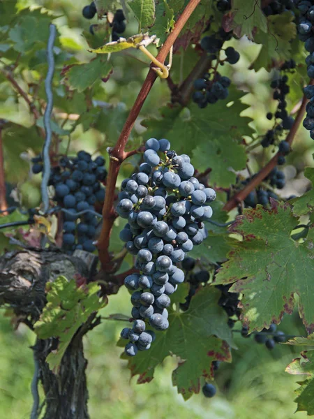 Landskap Med Vinrankor Odling Vindruvor — Stockfoto