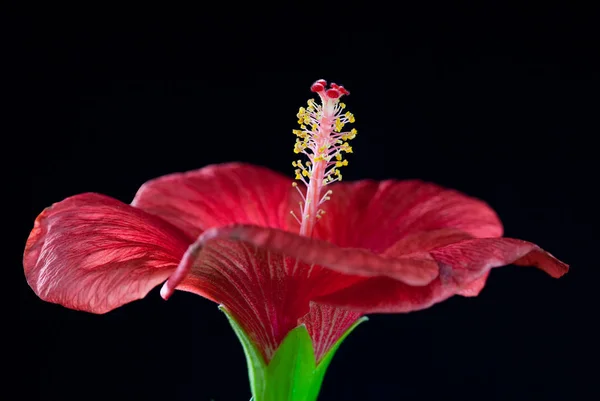 Мальовнича Красива Барвиста Квітка Гібіскуса — стокове фото