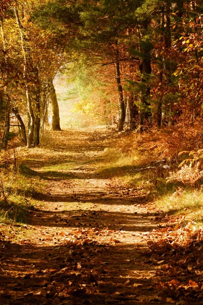 Hiking Path Mixed Tree Forest Sunrays Autumn Royalty Free Stock Photos