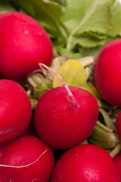 Ravanello Rosso Chiuso Con Orientamento Verticale Verde — Foto Stock