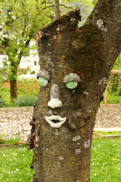 Face Arbre — Photo