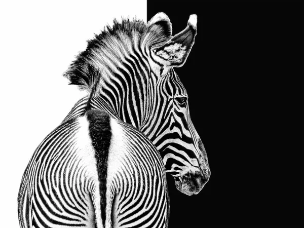 黒と白の縞模様のゼブラ動物哺乳類 — ストック写真