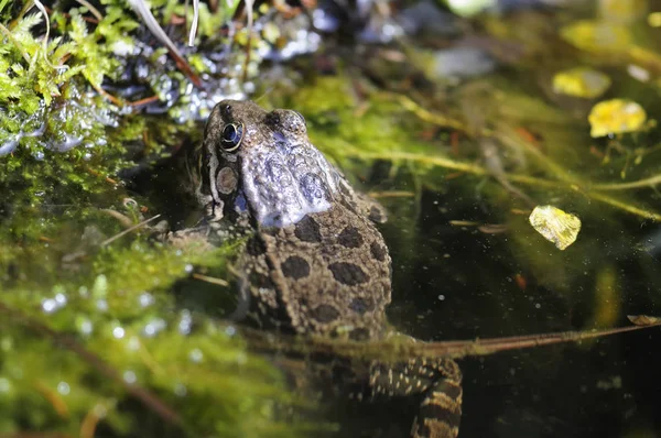 池の中のカエル — ストック写真