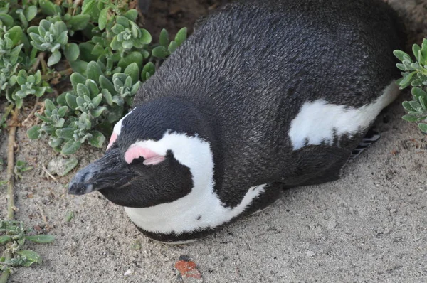 Pingouin Pommelé Kappinguin Afrique Sud — Photo