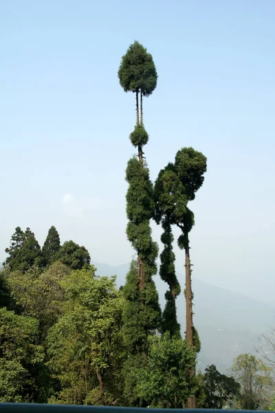 Arbres Fins Grands Émergeant Feuillage Épais — Photo