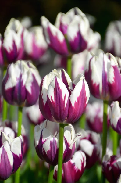 Primavera Tulipanes Flores Pétalos Flora —  Fotos de Stock