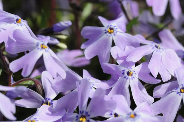 Krásný Botanický Záběr Přírodní Tapety — Stock fotografie