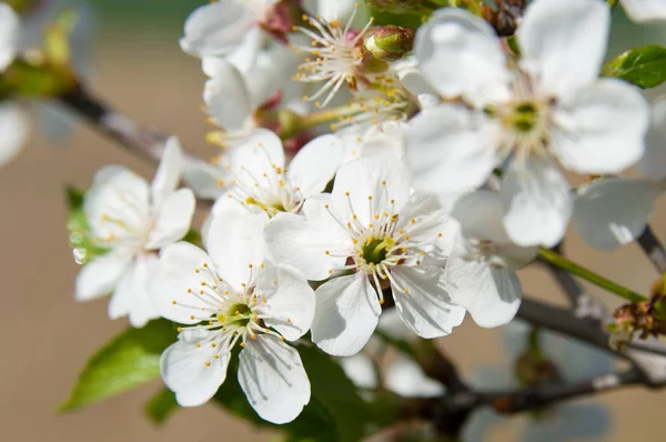 Blütezeit Der Apfelbäume — Stockfoto