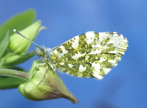 Nahaufnahme Von Wanzen Der Wilden Natur — Stockfoto