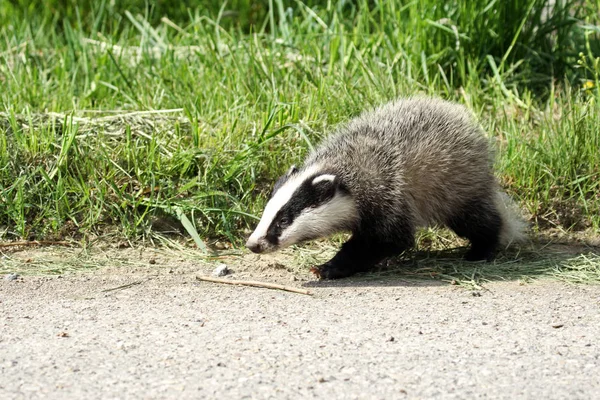 Jonge Dieren Selectieve Focus — Stockfoto