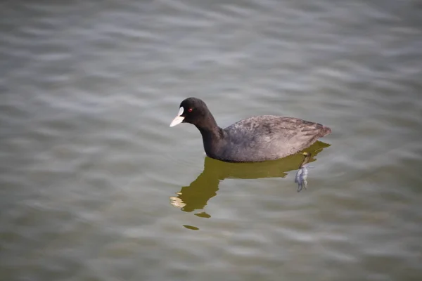 Coot Bach Suda Tavuk — Stok fotoğraf