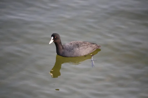 Blässhuhn Bachhuhn Wasser — Stockfoto