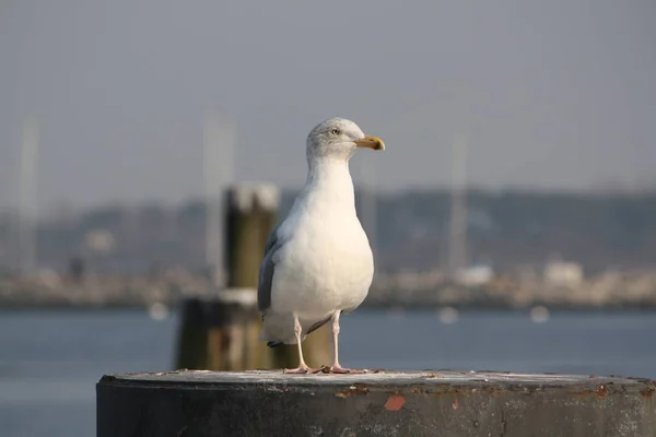 Gaviota Puerto —  Fotos de Stock