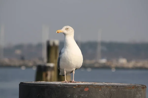 Seagull Haven — Stockfoto