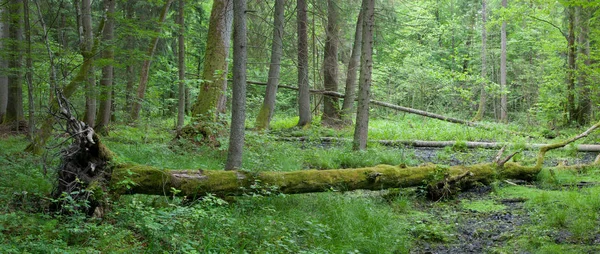 Zomer Bladverliezende Stand Van Bialowieza Forest Met Windstorm Haagbeuk Boom — Stockfoto