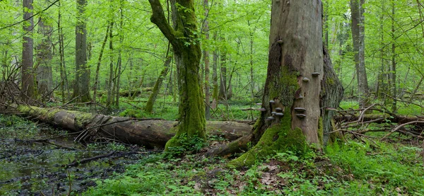 Wind Gebroken Sparren Voorgrond Mos Gewikkeld Haagbeuk Boom Lente — Stockfoto