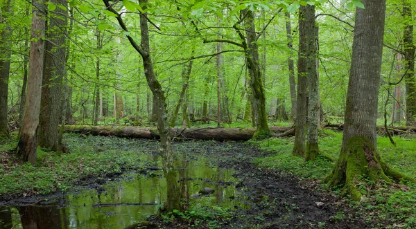 Printemps Une Forêt Décidue Humide Avec Eau Stagnante Des Arbres — Photo