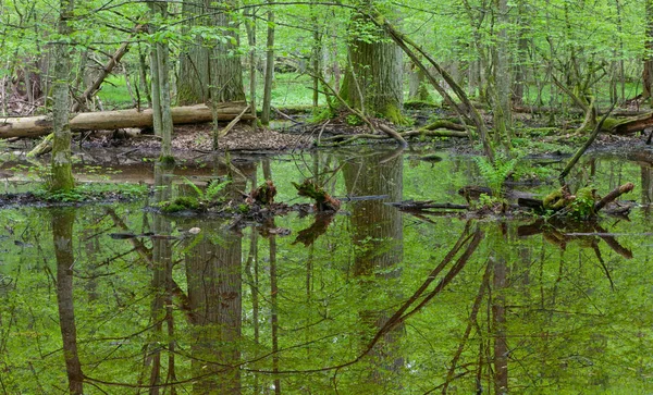 Tôt Matin Dans Forêt Avec Deux Grands Chênes Par Eau — Photo