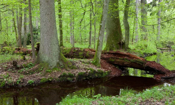 Twee Grote Boom Door Langzaam Stromende Rivier Gebroken Gedeeltelijk Vervallen — Stockfoto