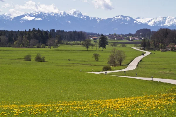 Strada Campagna Con Vista Sulle Alpi Bavaria Primavera — Foto Stock