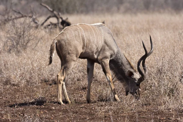 Kudu Antilop Hayvanlar Vahşi Yaşam Doğa Hayvanları — Stok fotoğraf