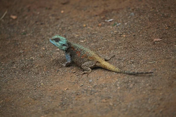 wildlife lizard animal, reptile