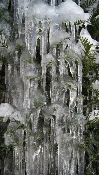 Com Icicles Arbusto Banhado Jardim — Fotografia de Stock