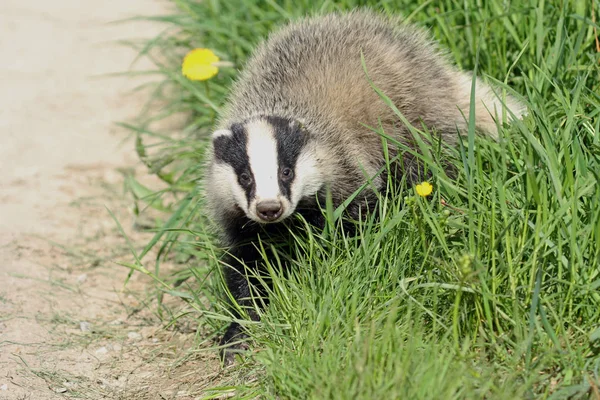 Jonge Dieren Selectieve Focus — Stockfoto