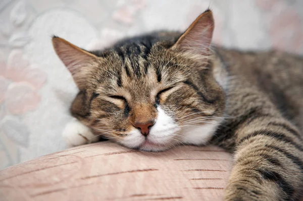 Γάτα Κοιμάται Στον Καναπέ Kuzia Ηλικιωμένη Γάτα Ετών — Φωτογραφία Αρχείου
