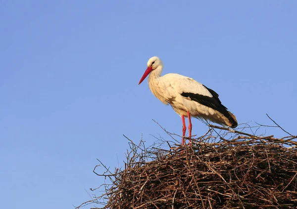 Vista Panorámica Hermoso Pájaro Cigüeña Naturaleza — Foto de Stock