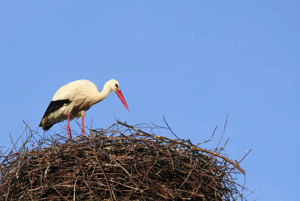 Storch Auf Dem Nest — Stockfoto