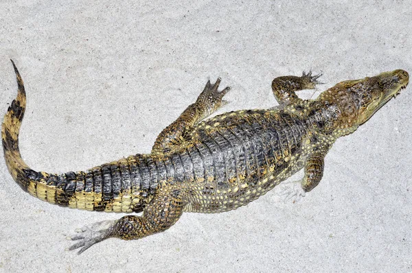 Crocodile Alligator Carnivore Animal — Photo