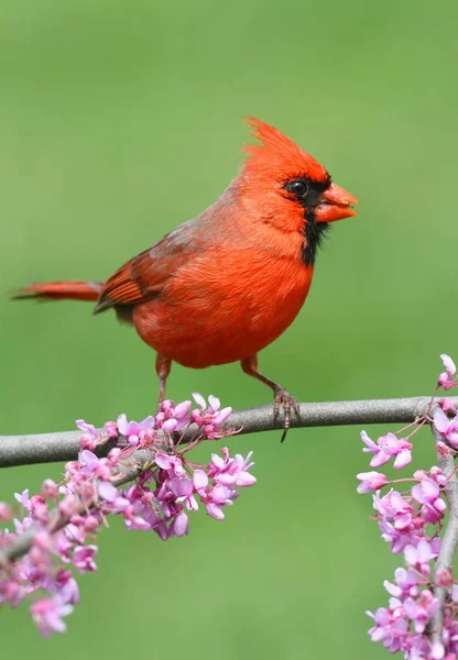 Erkek Kuzey Kardinali Cardinalis Baharda Çiçekli Bir Dalda — Stok fotoğraf