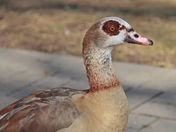 Vacker Utsikt Över Vacker Fågel Naturen — Stockfoto