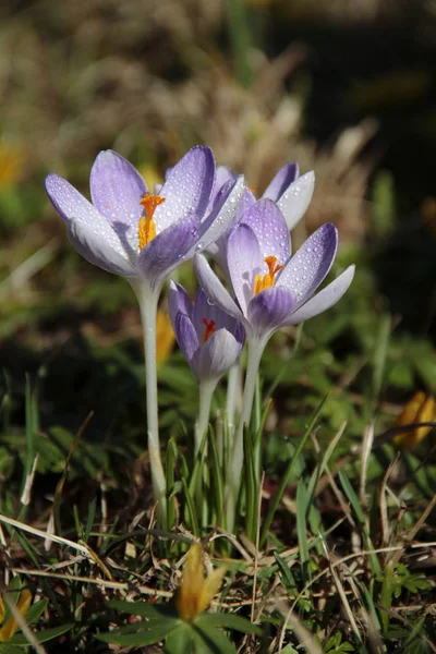 Wiosenne Kwiaty Krokusa Purpurowa Flora — Zdjęcie stockowe