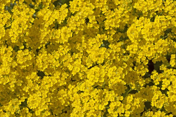 Золотисто Желтый Алиссум Aurinia Saxatile — стоковое фото