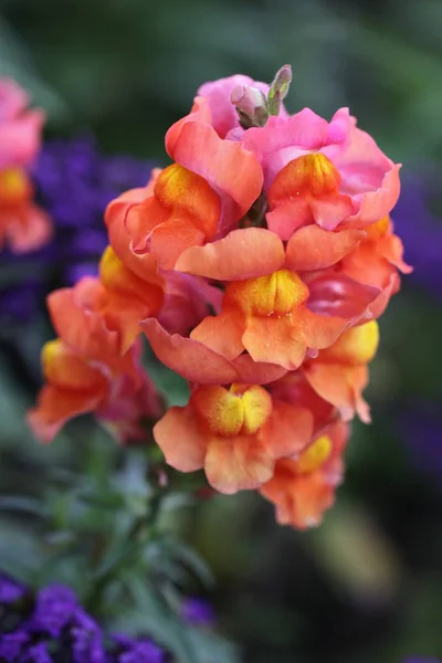 Grand Snapdragon Antirrhinum Majus Jardin Snapdragon — Photo