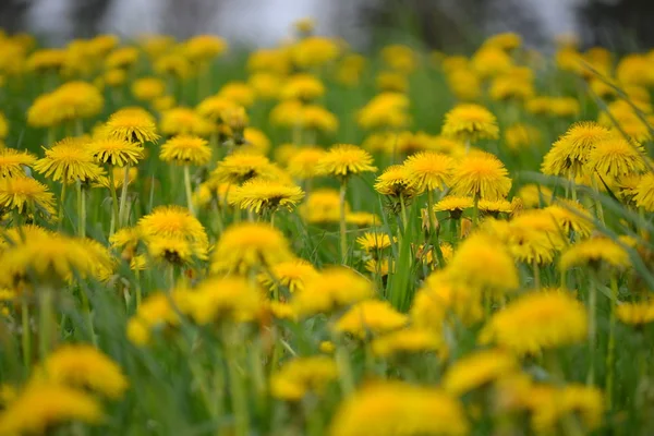 Vacker Botanisk Skott Naturliga Tapeter — Stockfoto