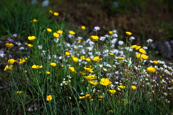 Blumenwiese Mit Ranunkeln — Stockfoto