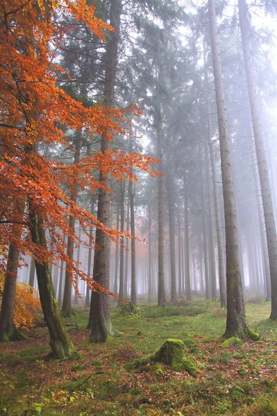 Цветной Смешанный Лес Осеннем Тумане — стоковое фото