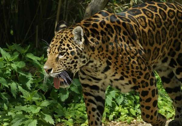 猎豹大猫 野生动物 — 图库照片